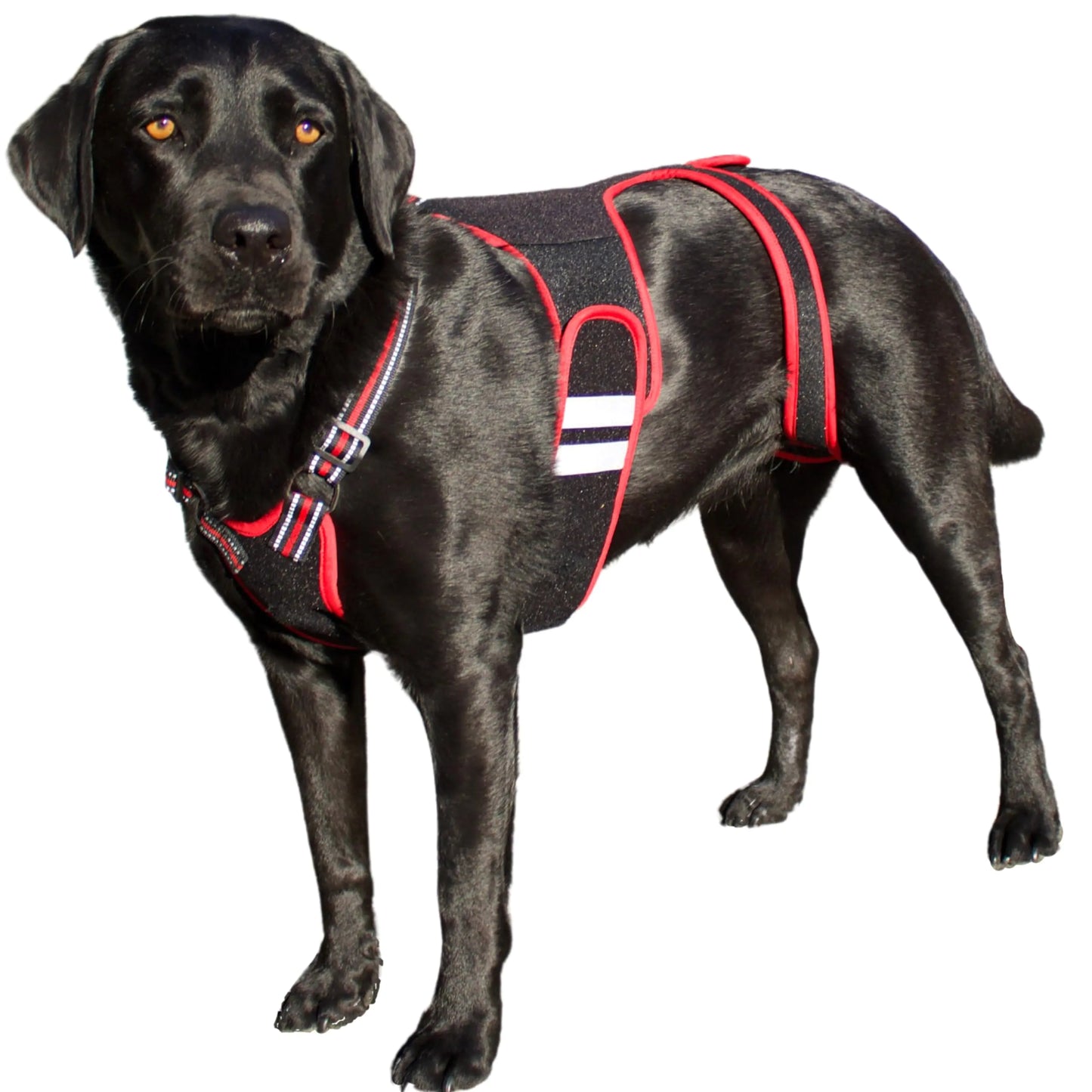 PetAngell IVDD Dog Back Brace – Spine Support Harness for Disc & Arthritis Relief (Large)